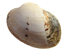 un bivalvo