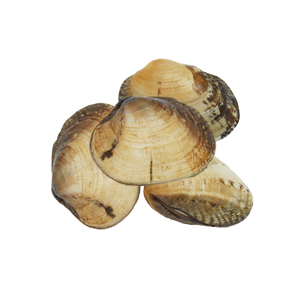 tres bivalvos